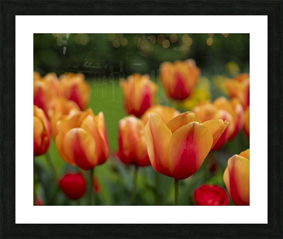 SBP5574 Impression et Cadre photo