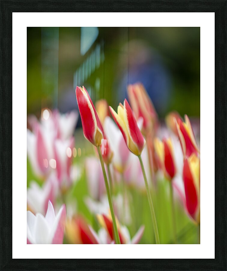 SBP5569 Impression et Cadre photo