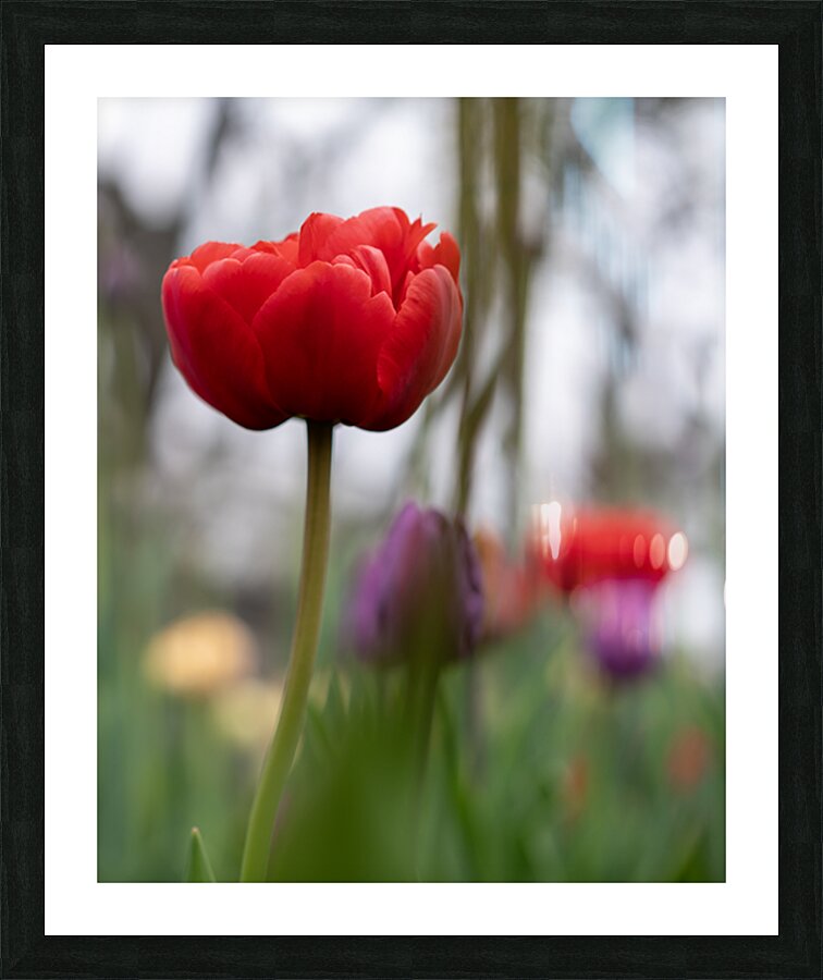 SBP6703 Picture Frame print