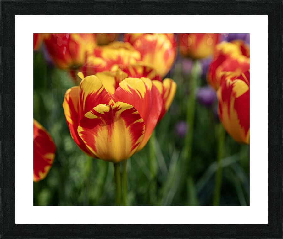 SBP6472 Picture Frame print