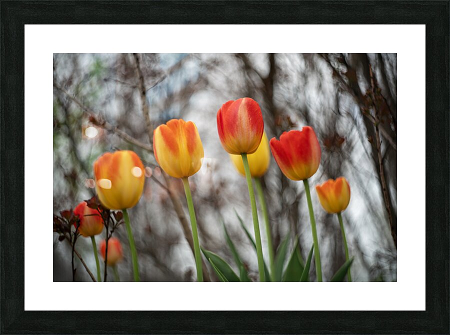 SBP8316 Impression et Cadre photo