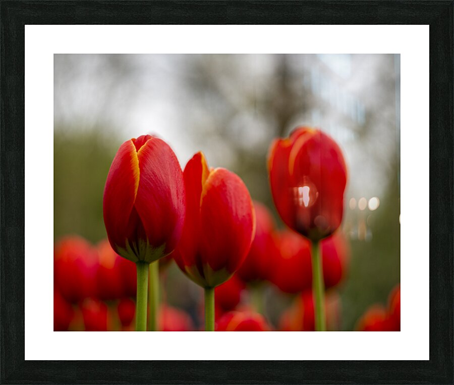 SBP5624 Picture Frame print