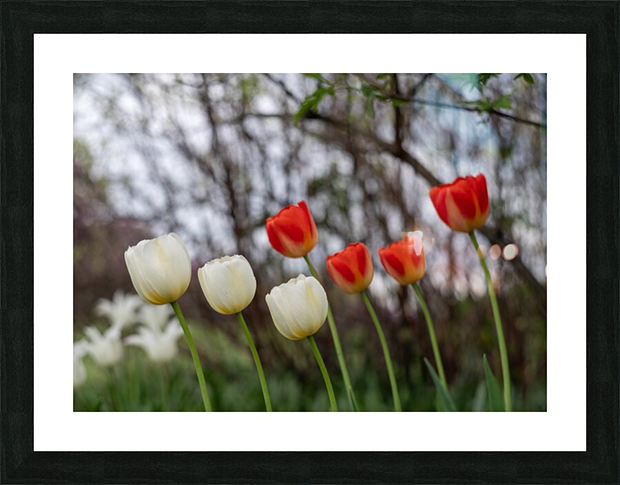 SBP8417 Picture Frame print