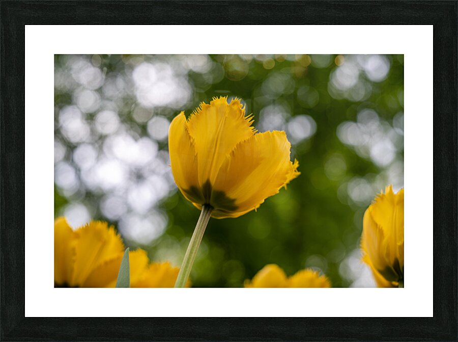 SBP5699 Impression et Cadre photo