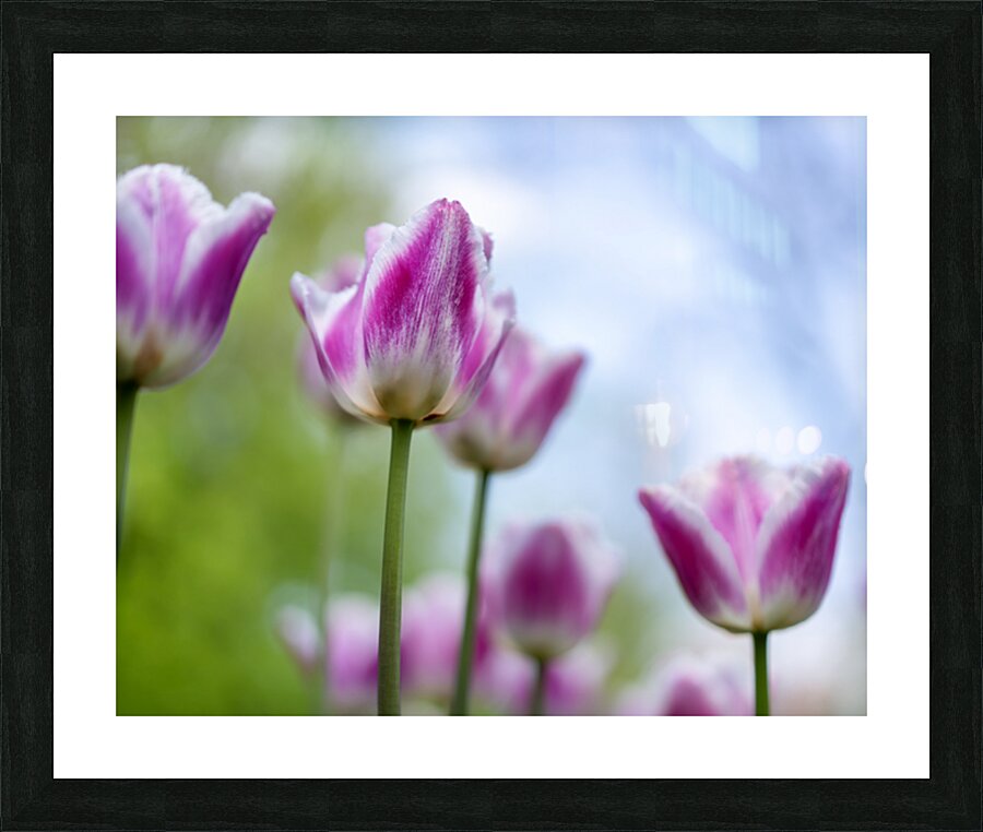 SBP6374 Picture Frame print