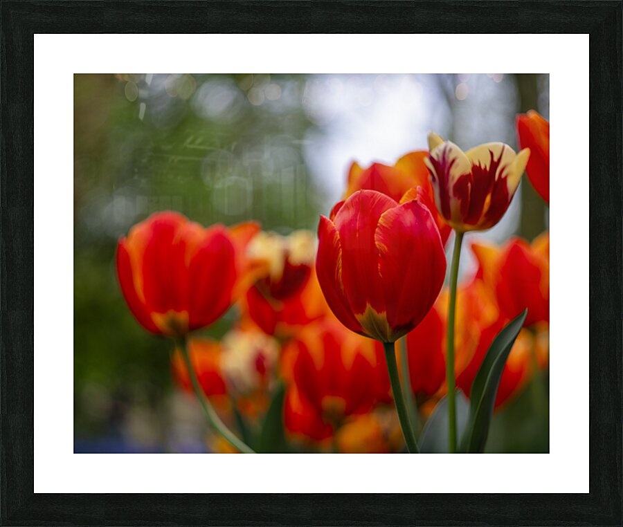 SBP5782 Picture Frame print