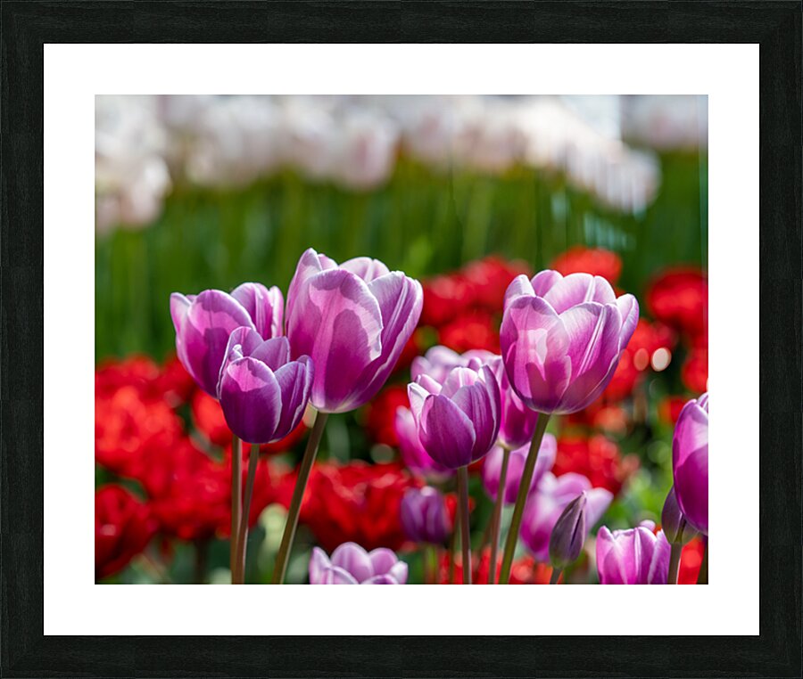 SBP6480 Picture Frame print