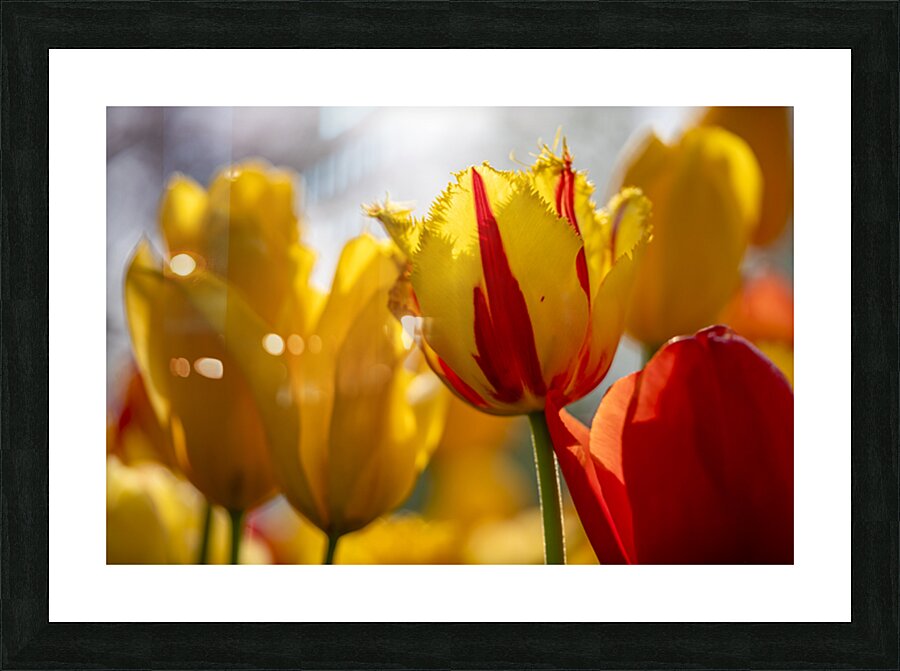 SBP5529 Picture Frame print