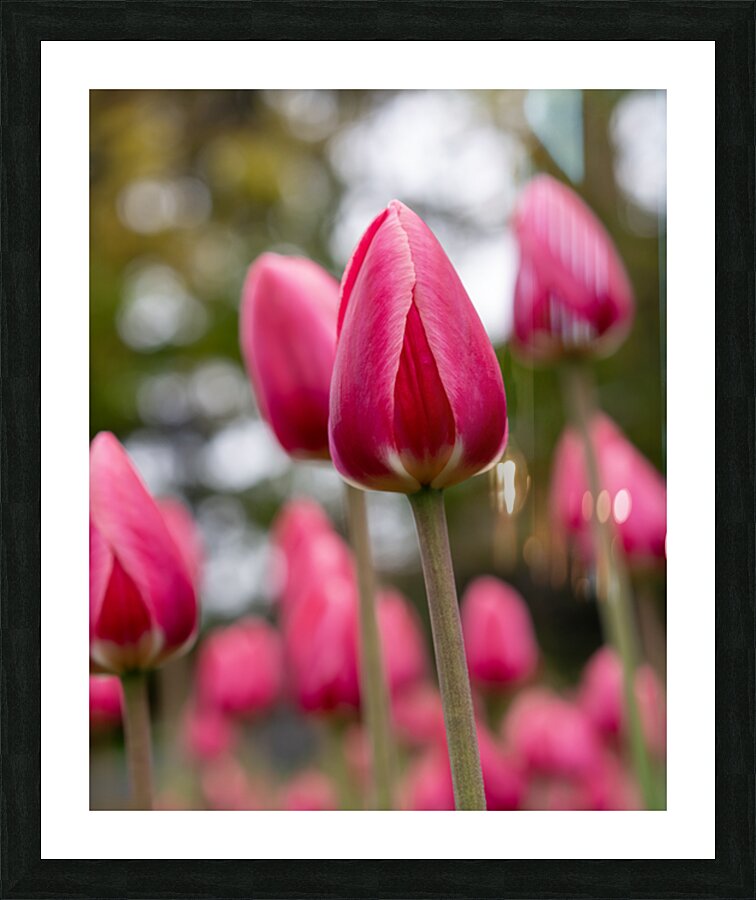 SBP6658 Picture Frame print