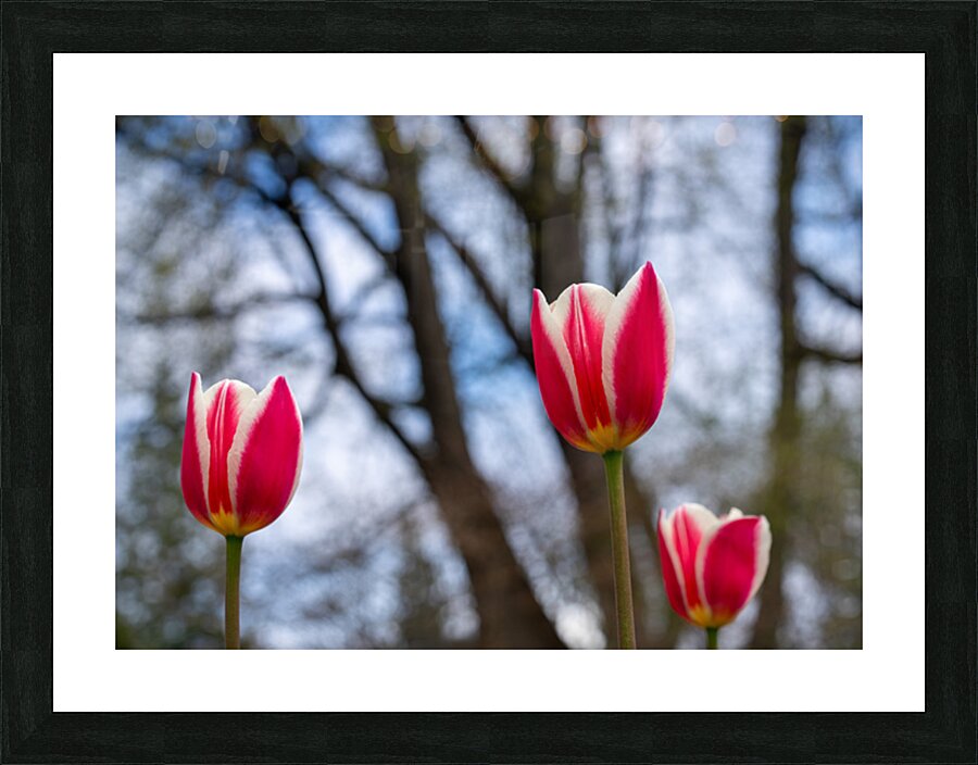 SBP6537 Picture Frame print