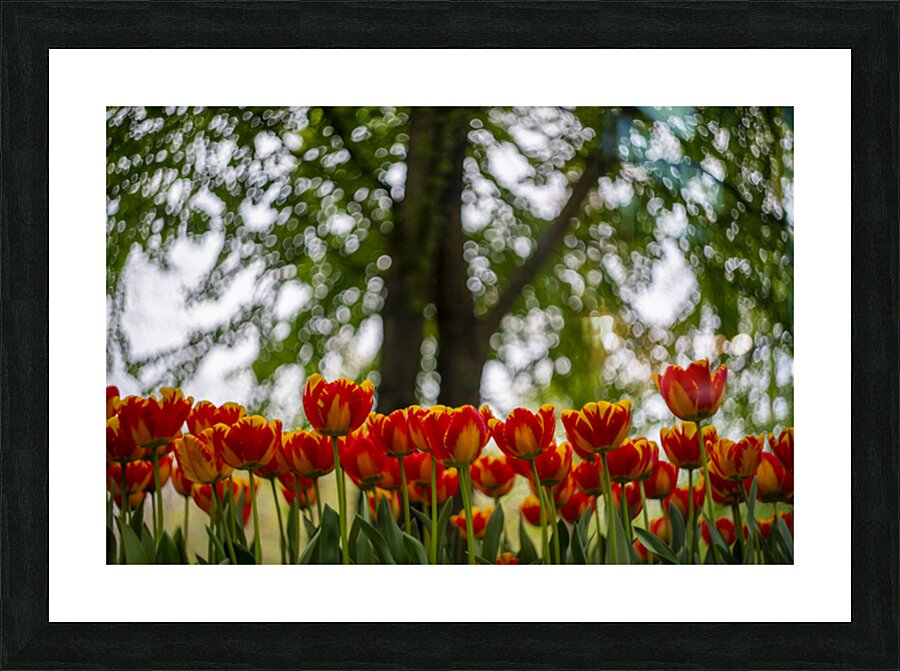 SBP5707 Picture Frame print