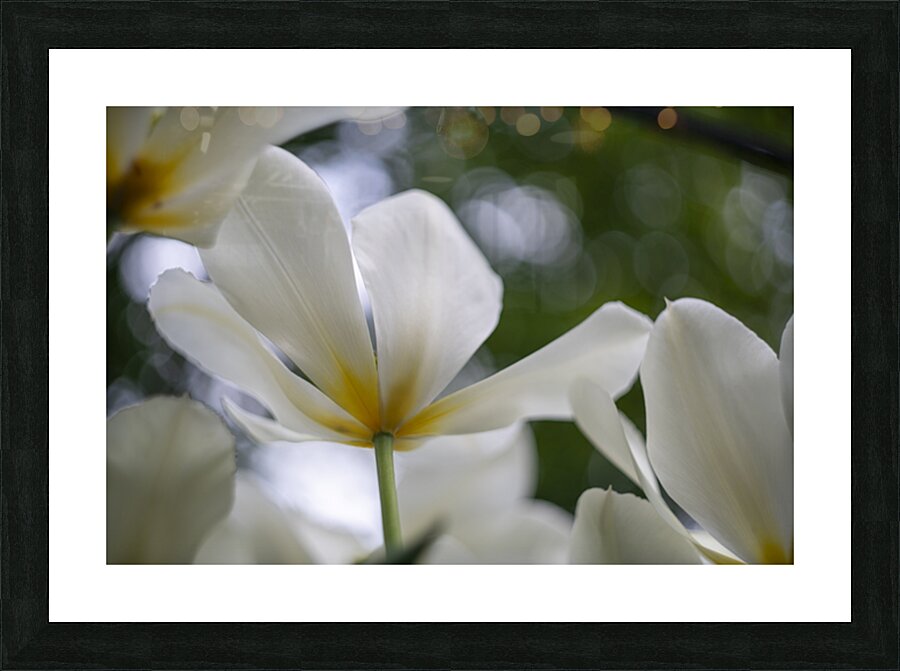 SBP5705 Impression et Cadre photo