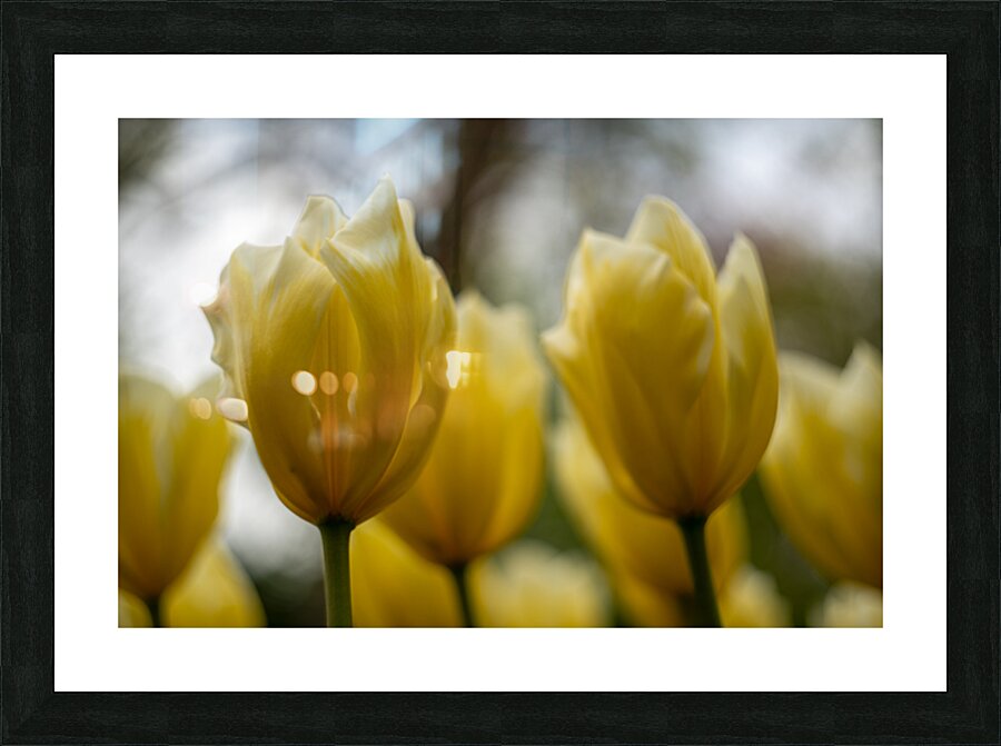 SBP5684 Picture Frame print