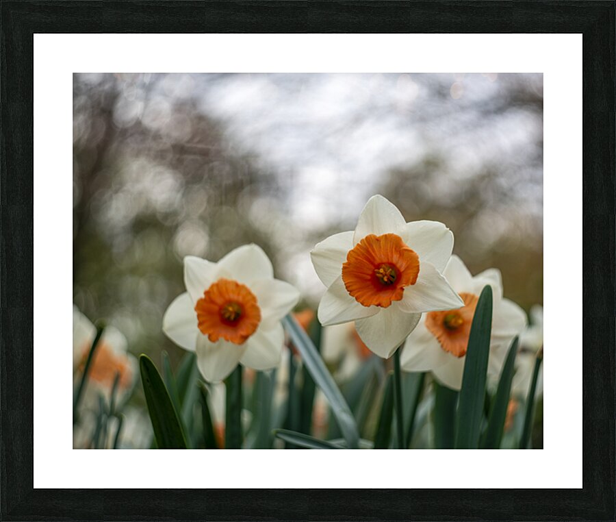 SBP5586 Picture Frame print