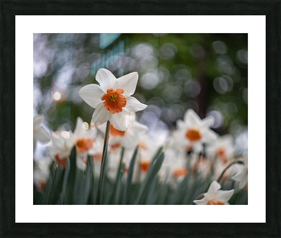 SBP5823 Impression et Cadre photo