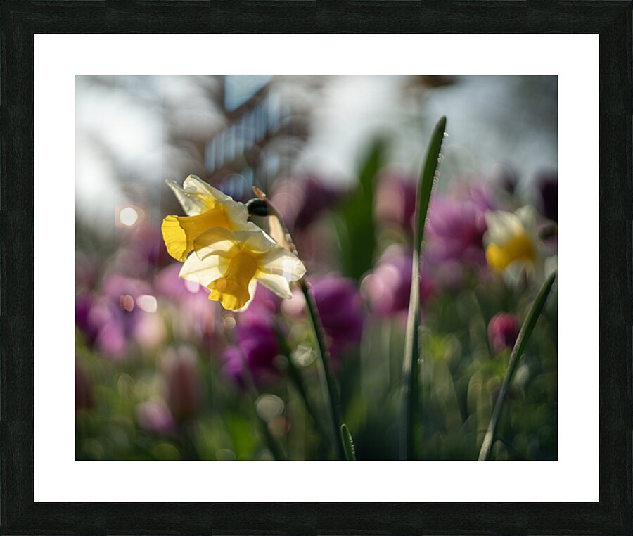 SBP5470 Picture Frame print