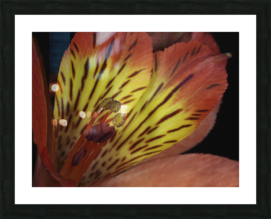 Lily Of The Incas Picture Frame print