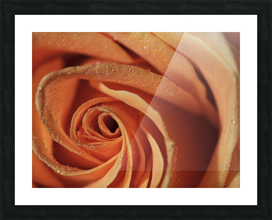 Peach Rose Picture Frame print