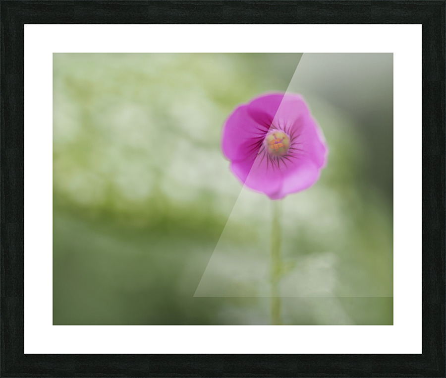 Tiny Beauty Picture Frame print