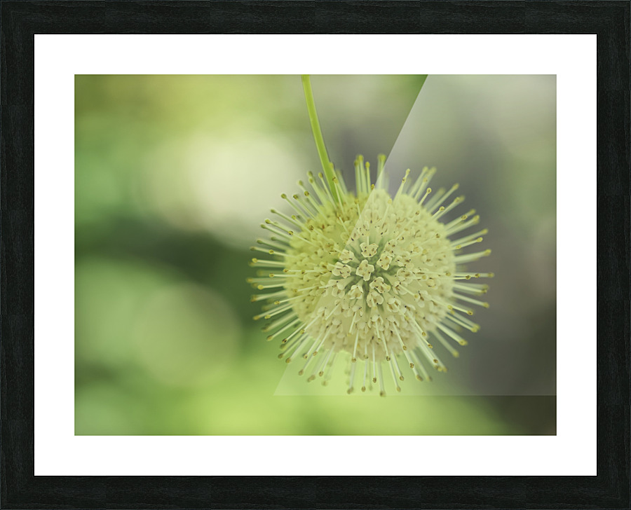 Cephalanthus Occidentalis Picture Frame print