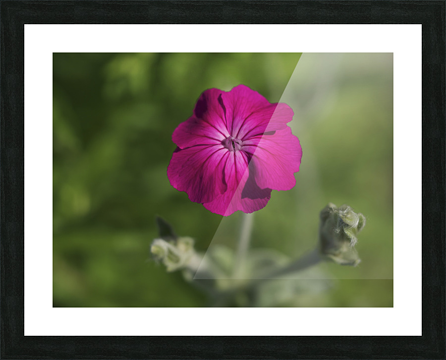 Velvety Beauty Picture Frame print