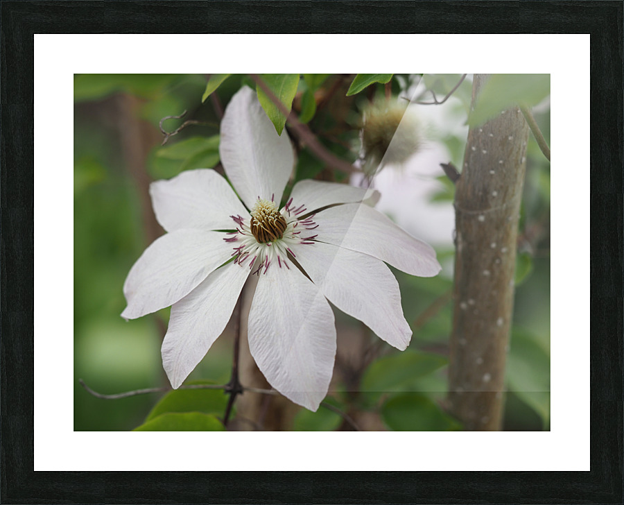Hidden Beauty Picture Frame print