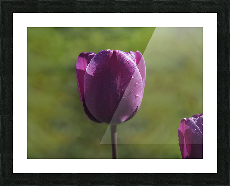 Early Morning Picture Frame print