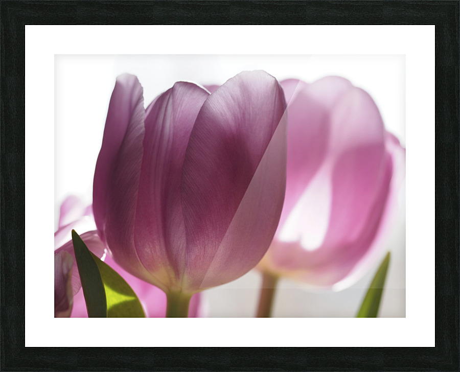 Pink Tulips Impression et Cadre photo