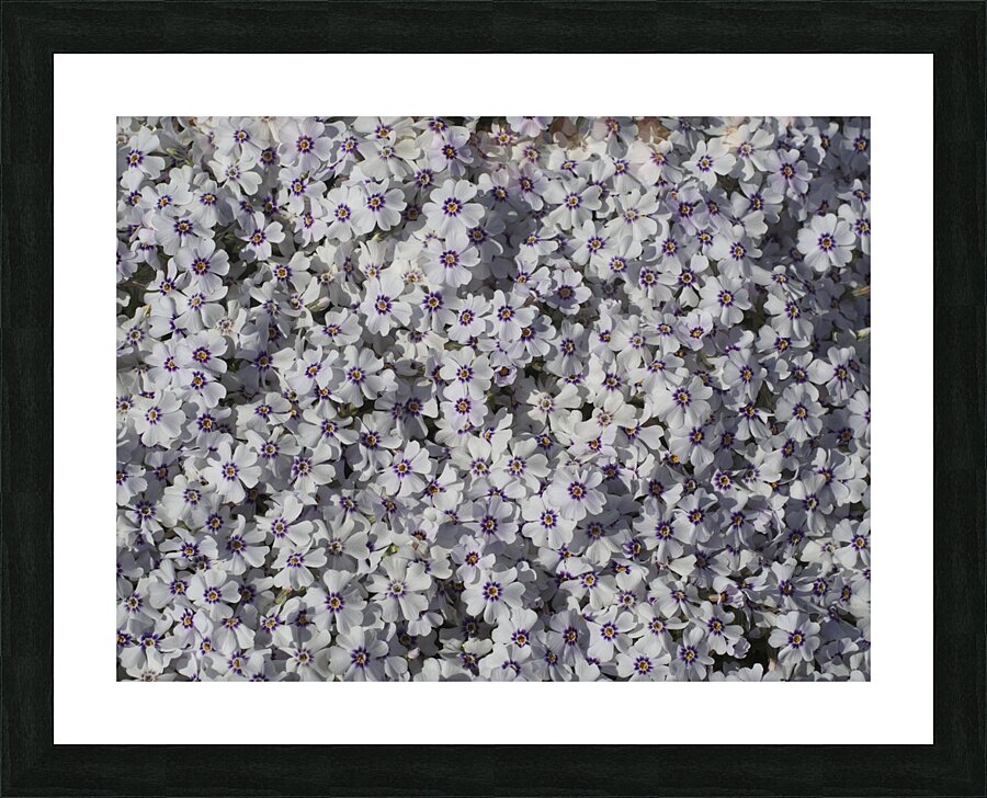 Moss Phlox Picture Frame print