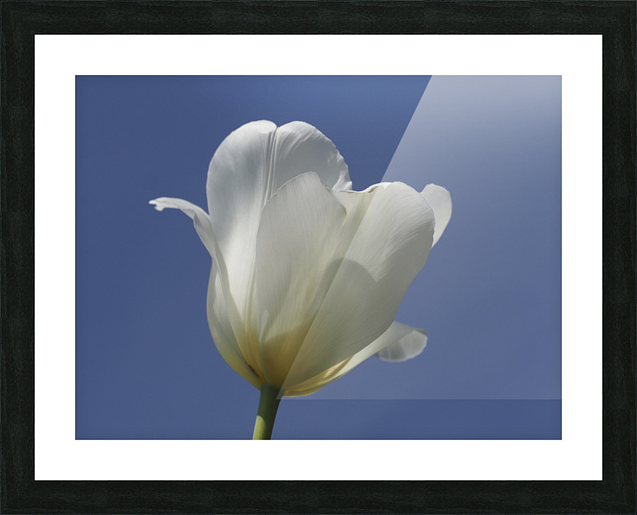 White Tulip Blue Sky Picture Frame print