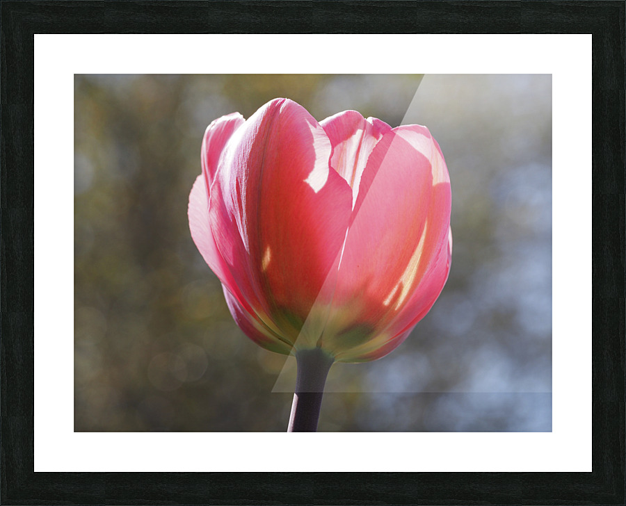 Showy Tulip Picture Frame print