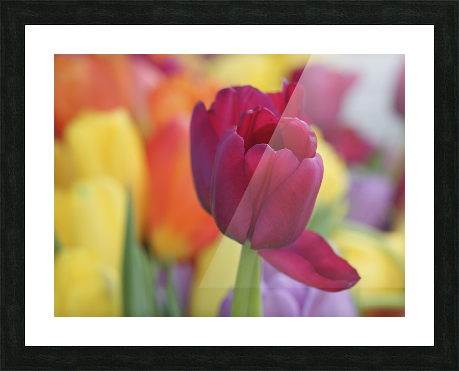 Colorful Picture Frame print
