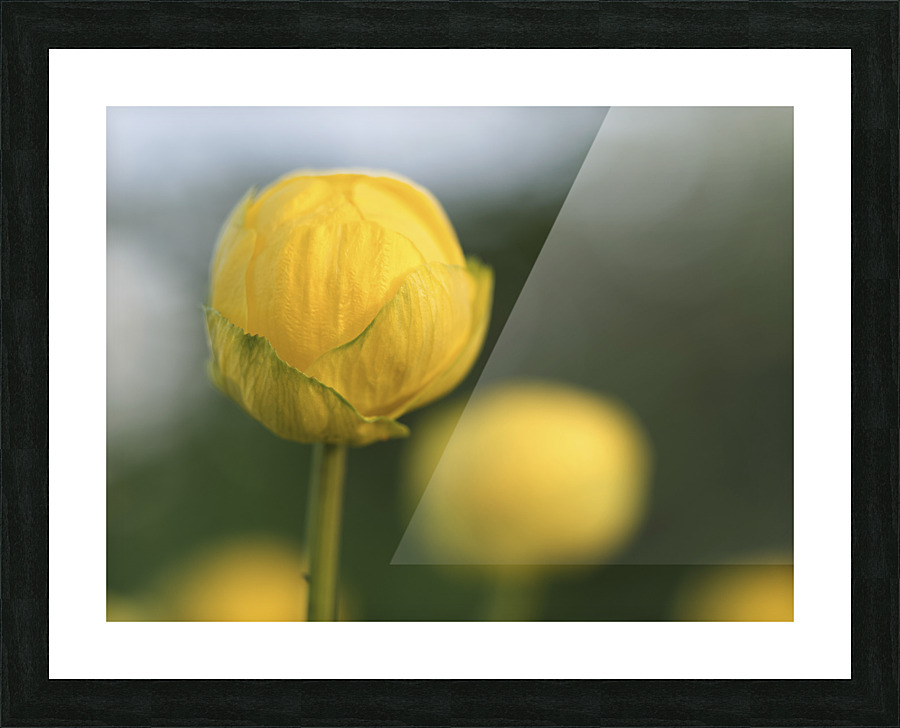 Lollipop Picture Frame print