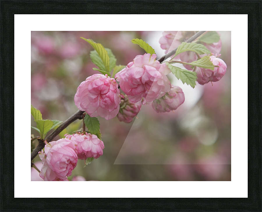 Pink Beauties Picture Frame print