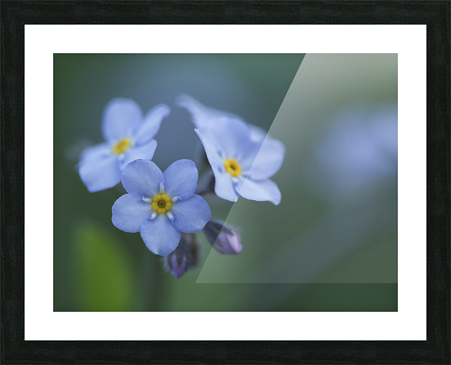 Ladies In Blue Picture Frame print