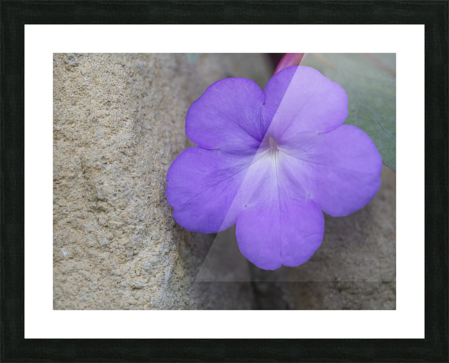 Magic Flower Picture Frame print