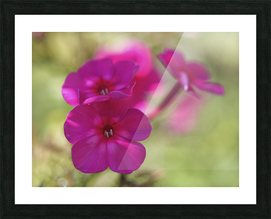 Summertime Picture Frame print