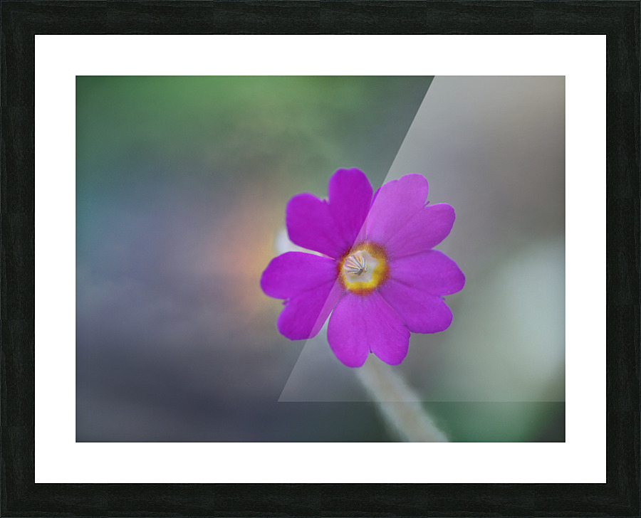 Delicate Beauty Picture Frame print