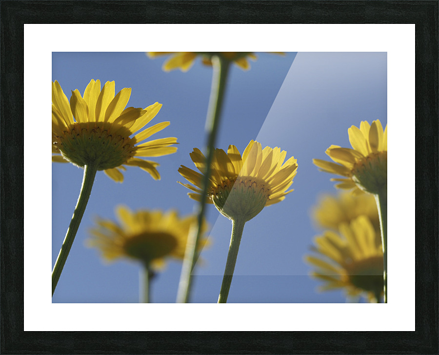 From Below Picture Frame print
