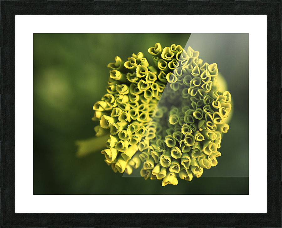 Ringlets Picture Frame print