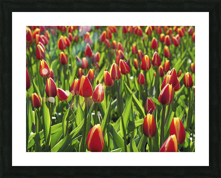 Tulip Background Picture Frame print