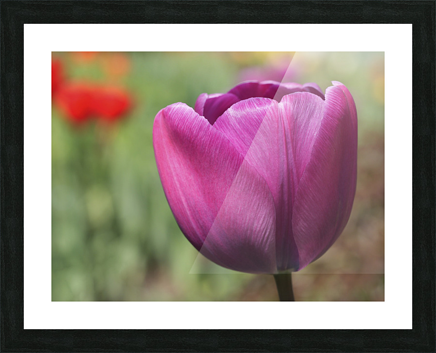 Big Purple Tulip Picture Frame print