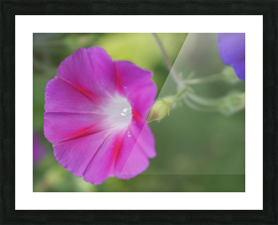 Pink Morning Glory Picture Frame print