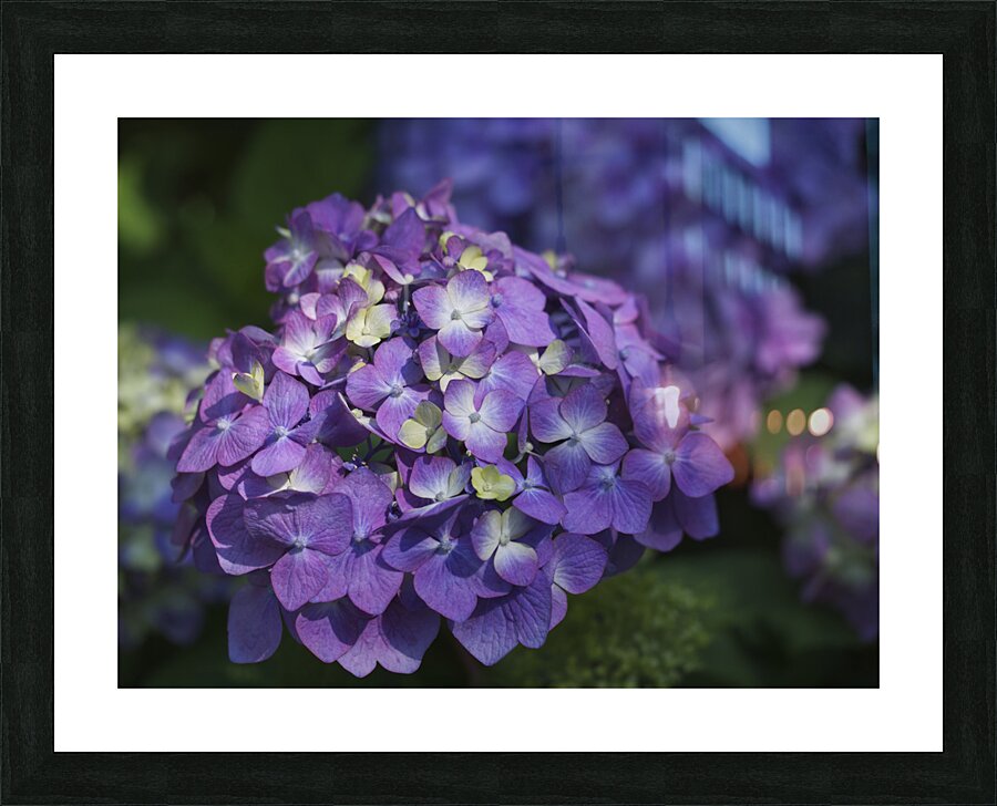 French Hydrangea Picture Frame print
