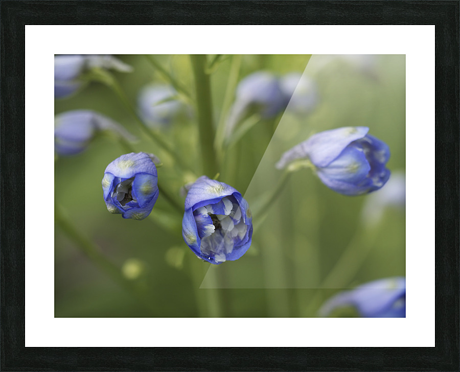 Blue Delphinium Buds Picture Frame print