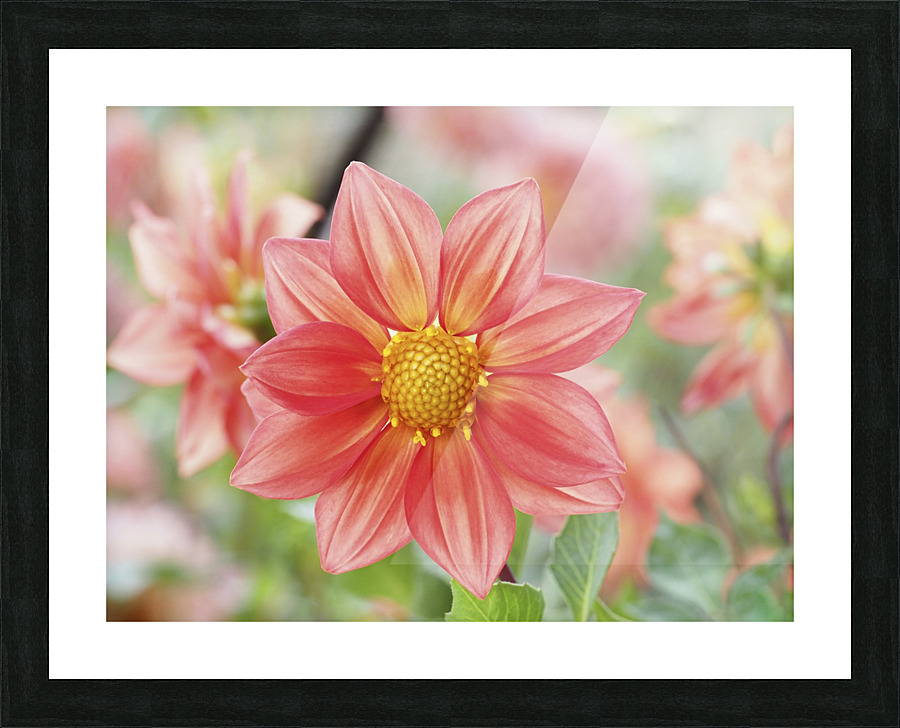 Dahlia Pinnata Picture Frame print