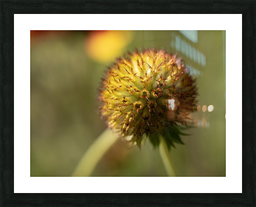 Sundance Seedhead Picture Frame print