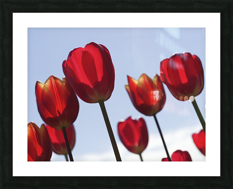 Red Tulips Impression et Cadre photo
