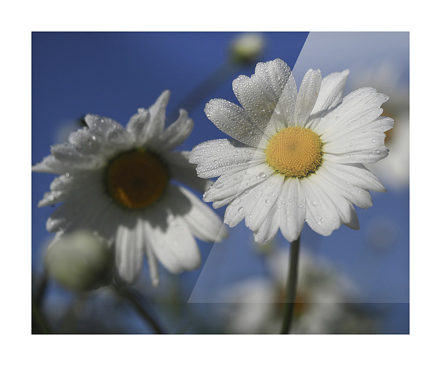Early Morning Daisies Picture Frame print