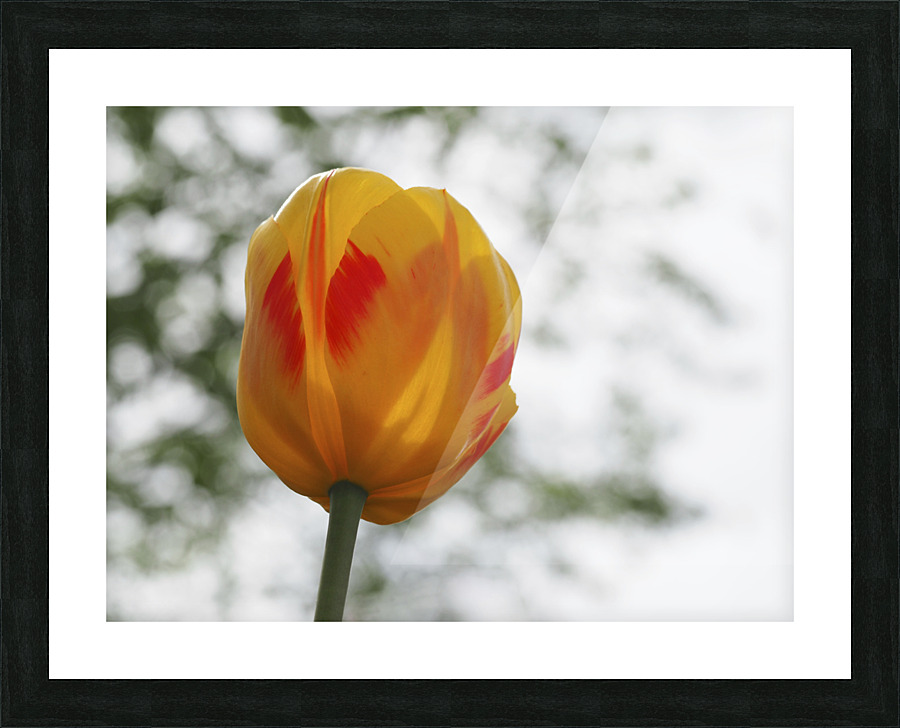 Red and Yellow Tulip Picture Frame print